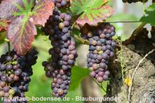 Cycling Lake Constance - Wine and wine-makers on Lake Constance