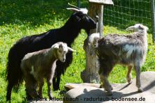 Cycling Lake Constance - Allensbach Wildlife Park